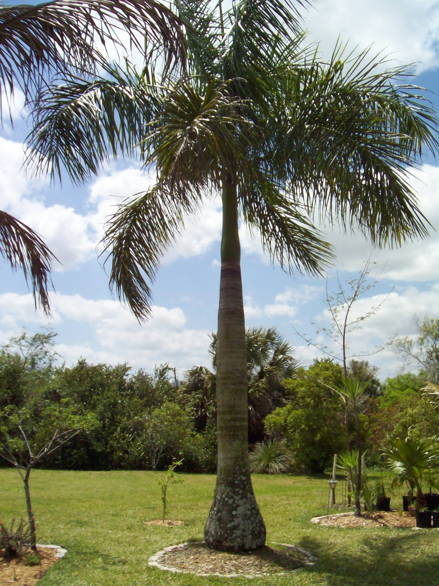 28 – Cuban Royal Palm Tree of the Dougherty Garden – Transition From Seed  to Mature Palm Tree – August 15, 2016
